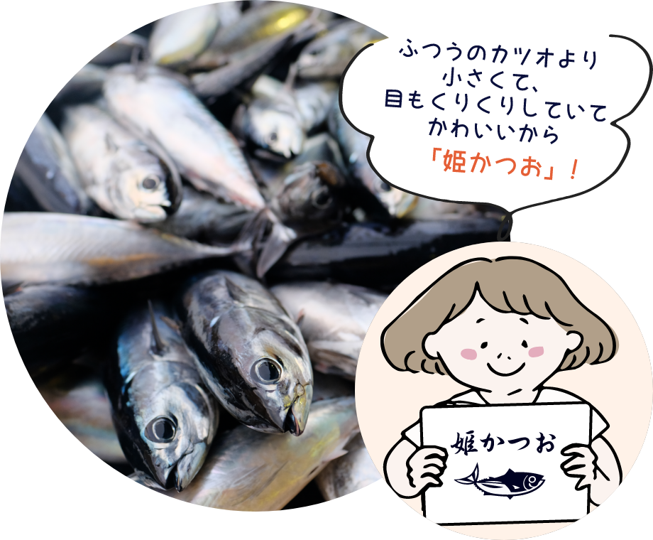 ふつうのカツオより小さくて、目もくりくりしていてかわいいから「姫かつお」！